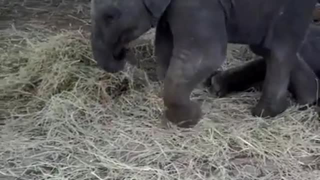 Elephant training video