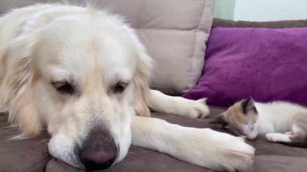 Golden Retriever and Kitten are Best Friends!