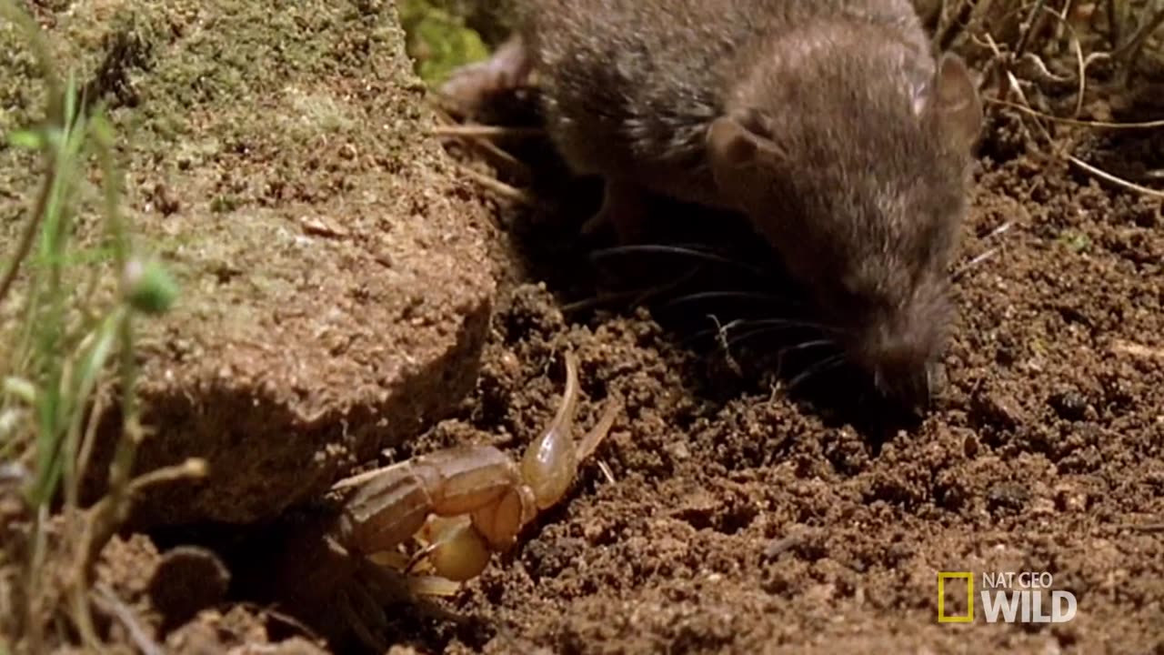 Psycho Shrew vs. Scorpion - Animal Fight Night