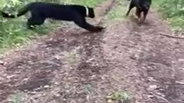 Rottweiler vs black panther 🔥😰 shorts #shorts #pitbull #dog #fight #lover #trending #short