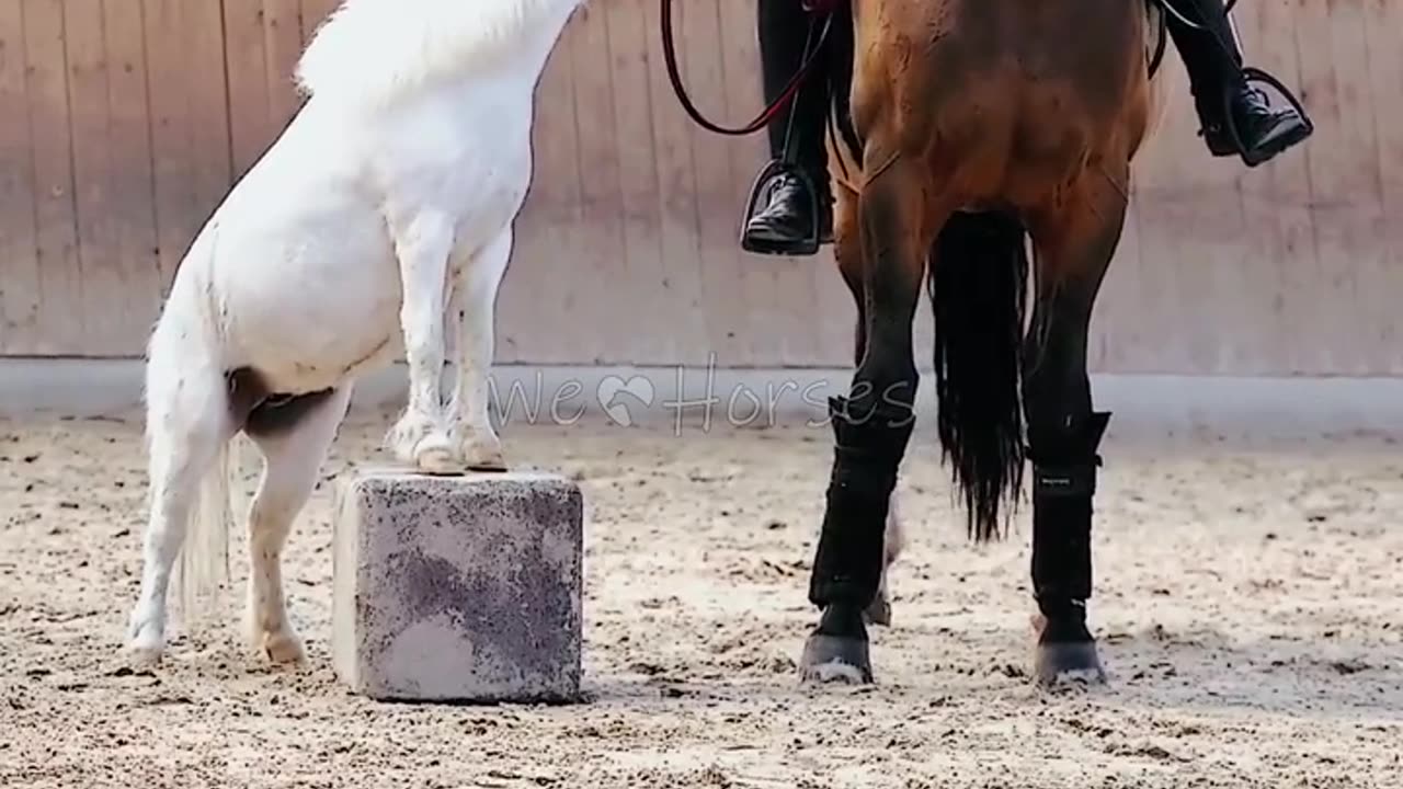 Two Types of Cute Pony horses