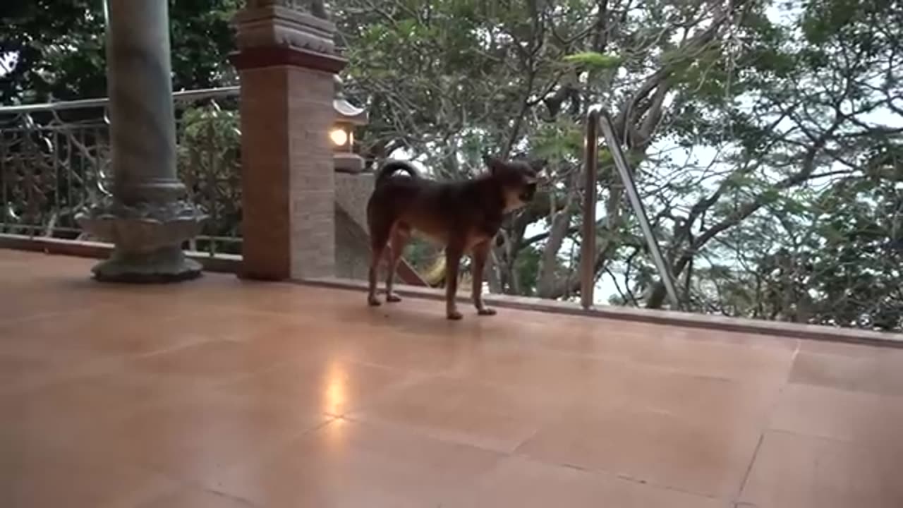 How_Dogs_React_When_Seeing_Stranger_11_-_Running,_Barking?_|_Viral_Dog(360p)