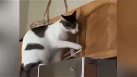 Funniest Animals 2023 Funny Cats and Dogs