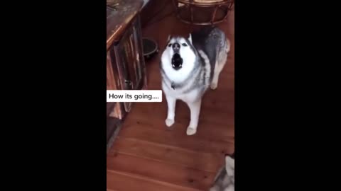 Husky howling - these dogs know a lot about music