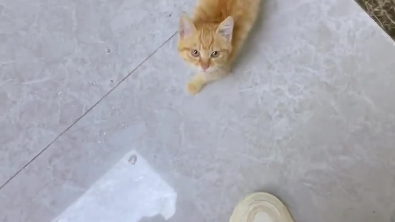Funny animal video