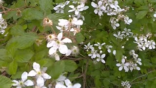 Blackberry Bush