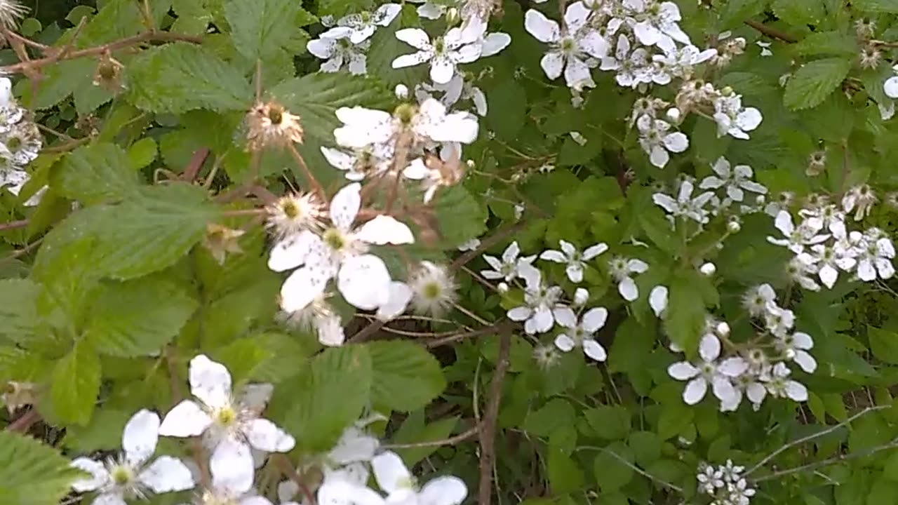 Blackberry Bush