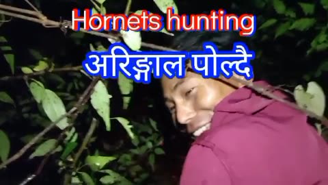 HORNETS HUNTING