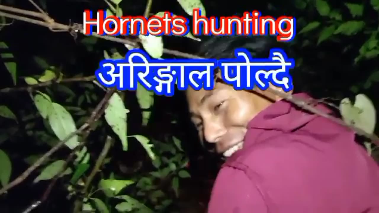 HORNETS HUNTING