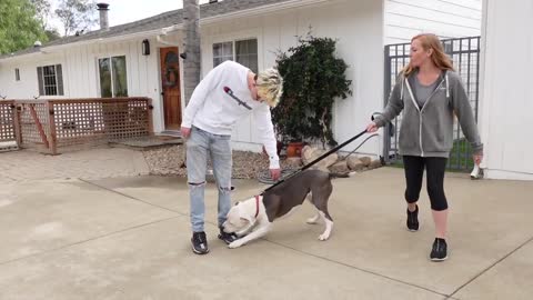 How to let your sensitive dog BOND AND MAKE FRIENDS WITH OTHER DOGS