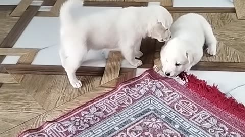 Little dogy