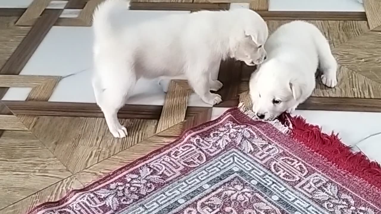 Little dogy
