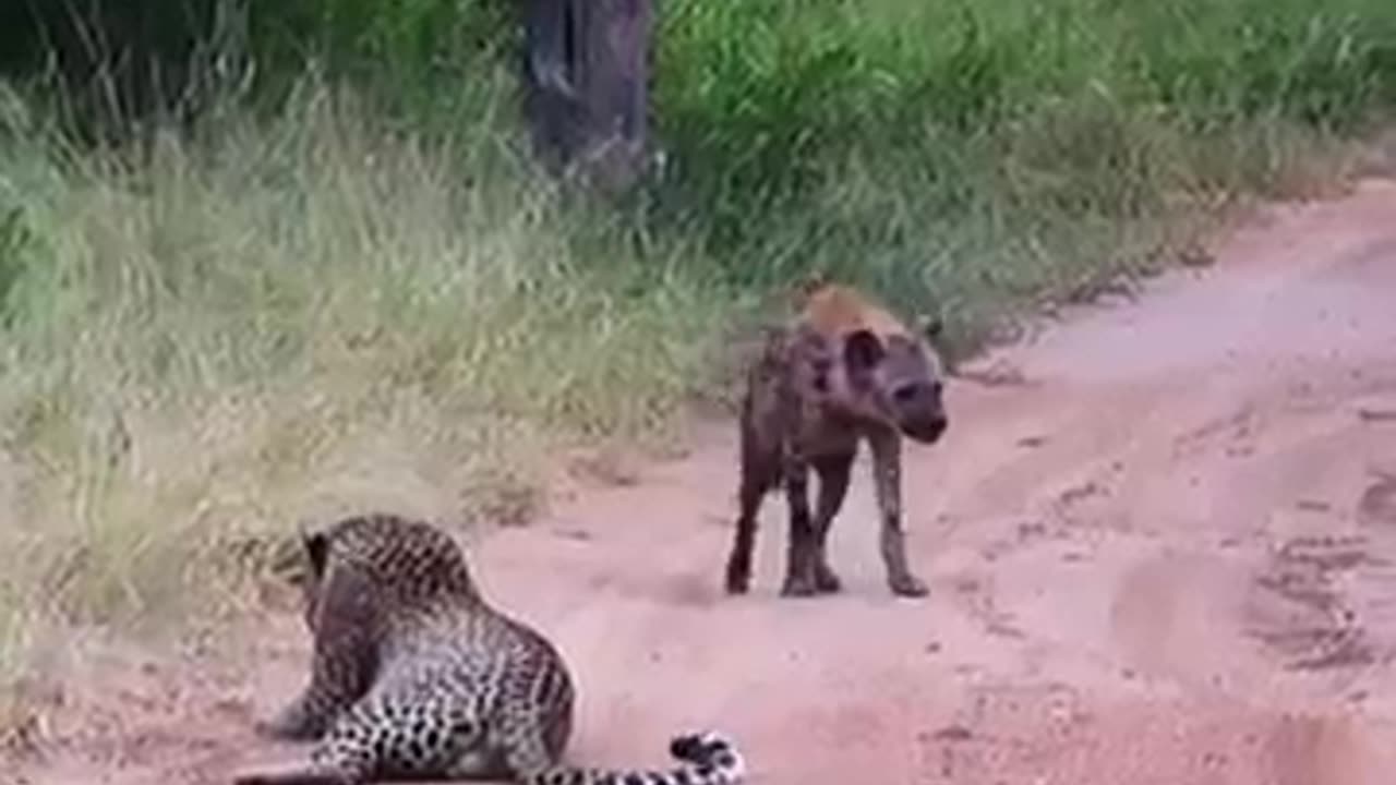 Hyena makes bog loop around leopard