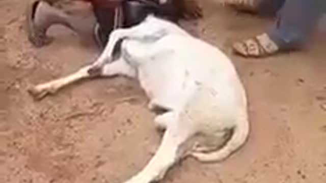 The boy and the Goat fighting