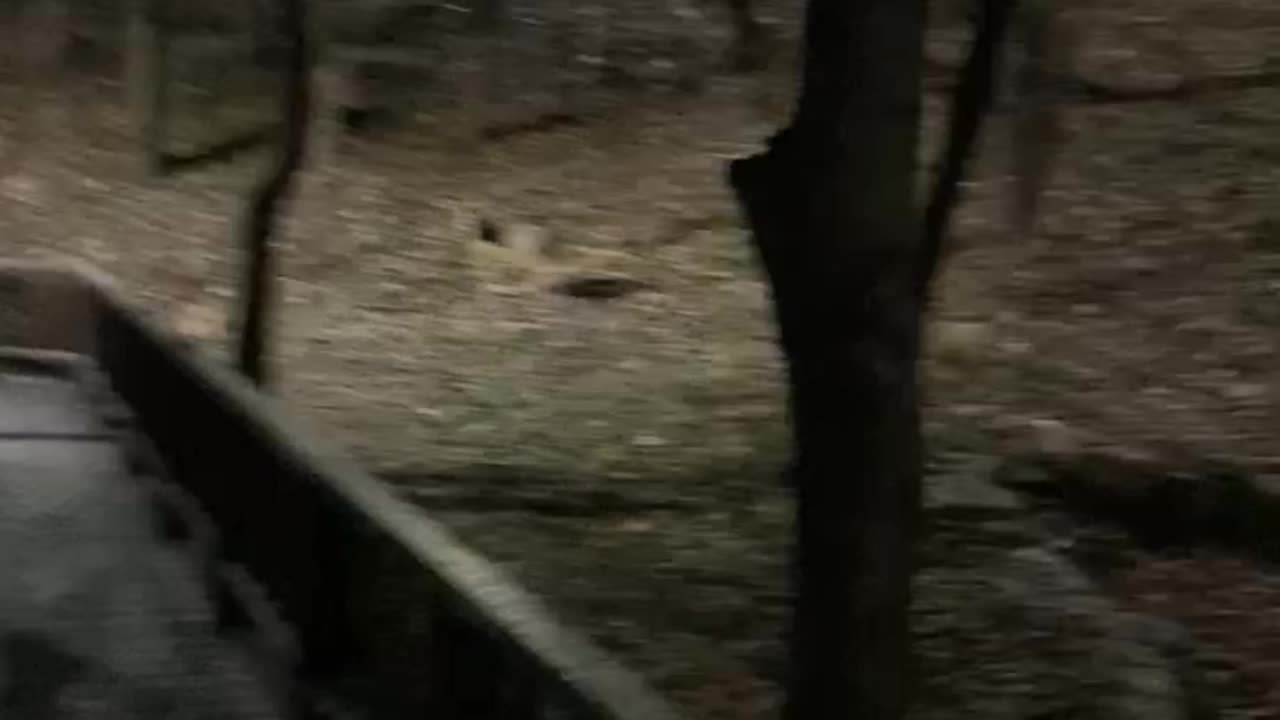 Wild deer I met by chance while walking