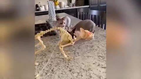 The cat's funny actions are endless