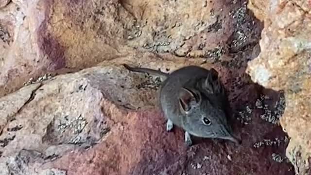 Happy Elephant Shrew