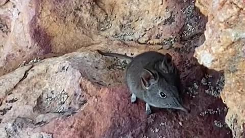 Happy Elephant Shrew