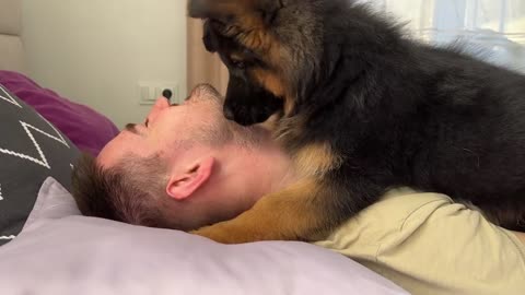 German Shepherd Puppy Wakes Up Owner