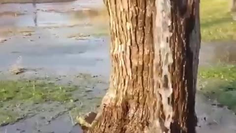 The Water Tree