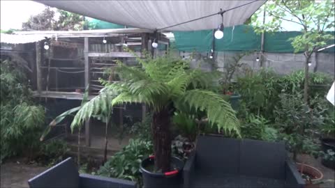 Thunderstorm with free shower for my tree fern