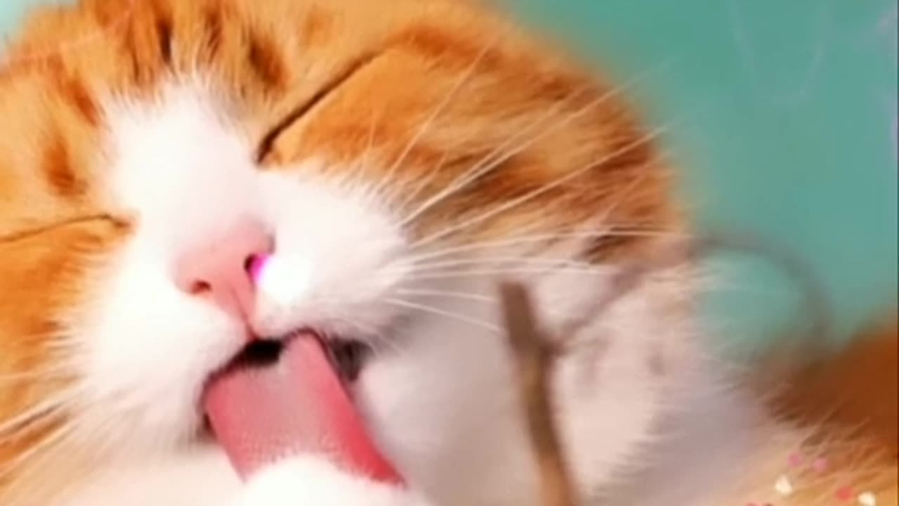 Cute cat