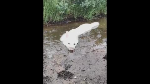 Doggy friendship!