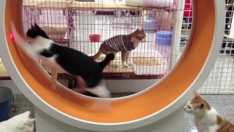 Cats running wheel