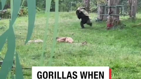 A two gorilla reaction in Rain