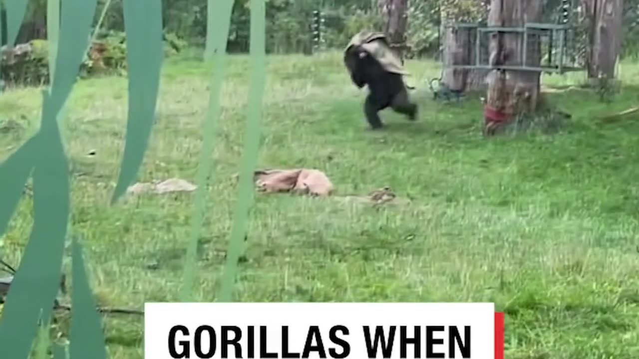 A two gorilla reaction in Rain