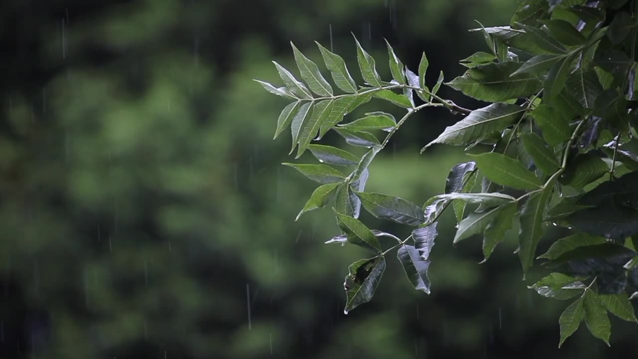 Gentle rain with soothing music for deep sleep 😴 study 😴 ✍ relaxation 💤