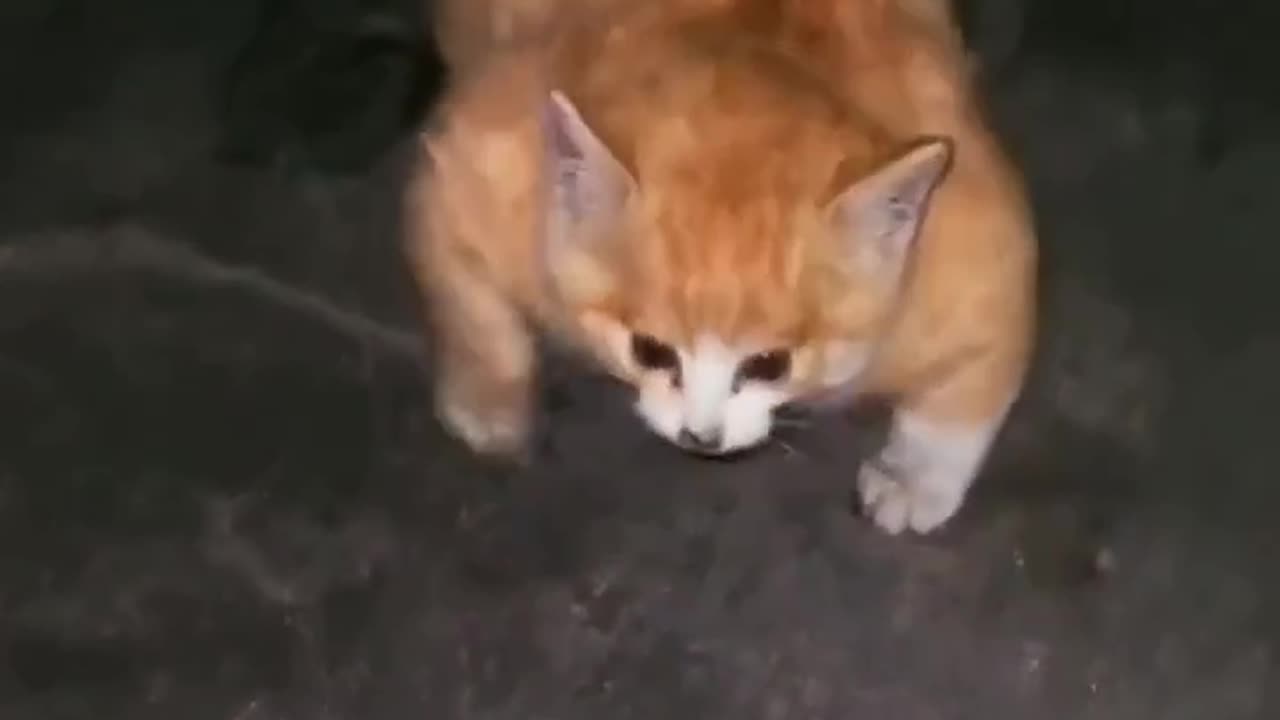 Strongest cat in the world