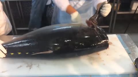 Cut the giant TUNA with skillfully