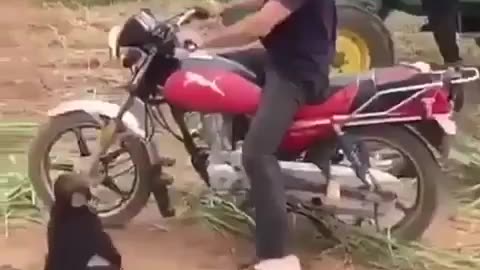 Monkey and motorcycle