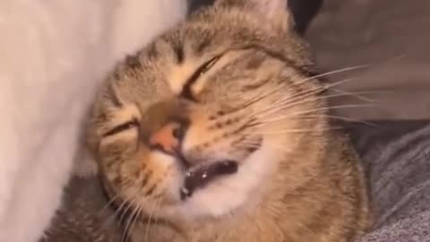 Funny and cute cats videos😻😹