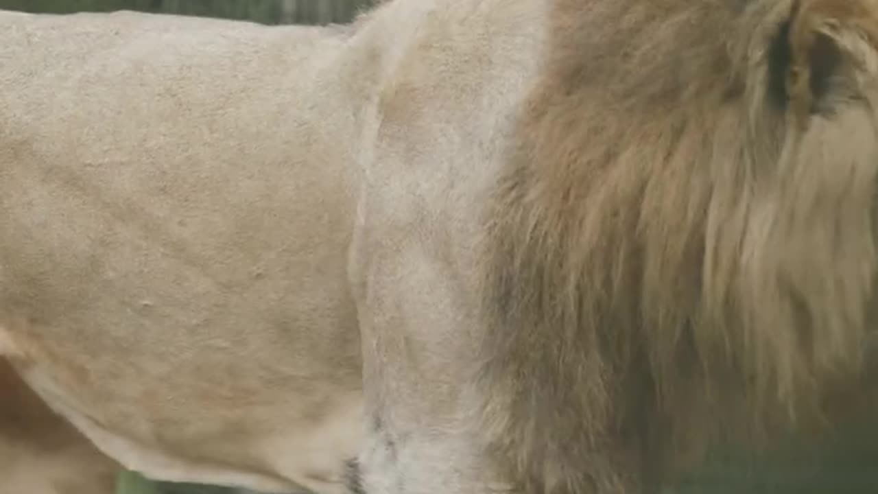 Lion , beautiful lion