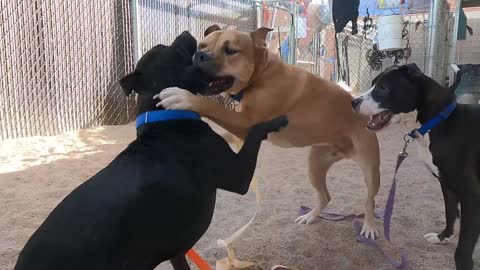 O artigo mais chato sobre cachorros que você já leu