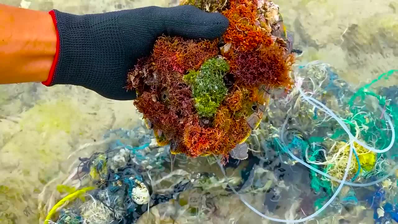 Lucky sea turtle were rescued in time to remove barnacles and the net clinging to the shell