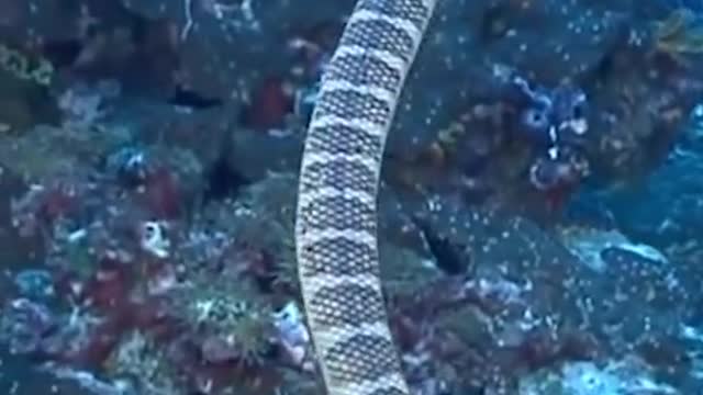 The Worst Part About Getting Bitten by a Sea Snake isn’t the Bite!