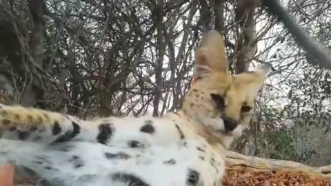 Savannah the Serval Cat