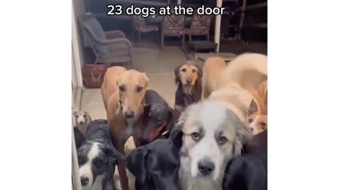 Everything You Ever Wanted to Know About Dog but Were Afraid to Ask