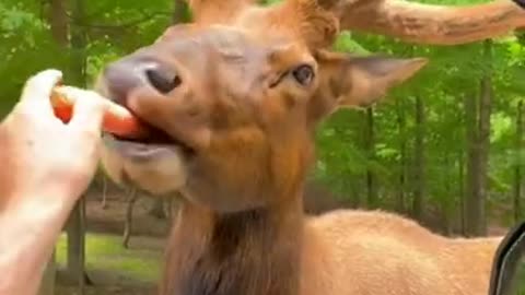 Animal Funny Video !! #short