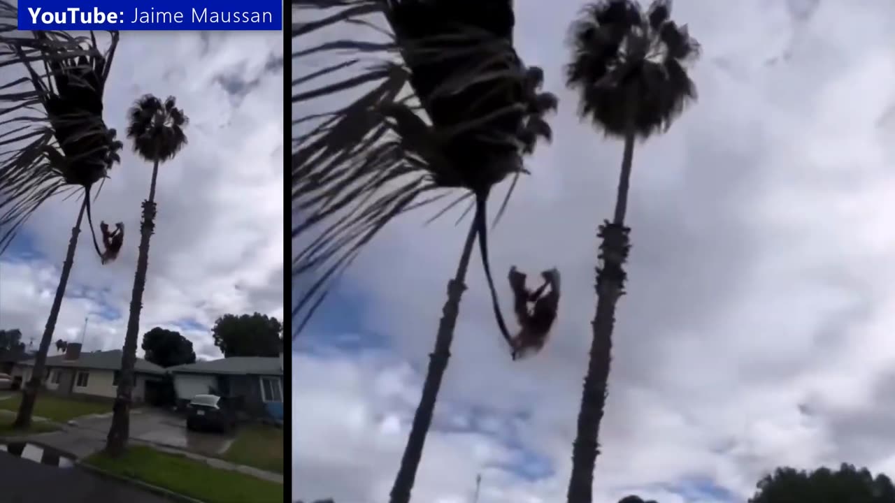 Fly-like UFO in Sweden! a piece of tree flying in the air