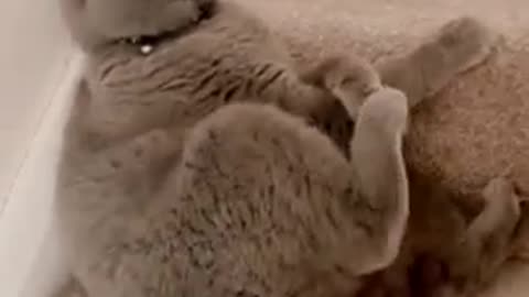 It's beautiful 😍 ❤ ♥ 💕