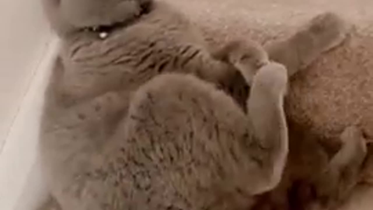 It's beautiful 😍 ❤ ♥ 💕