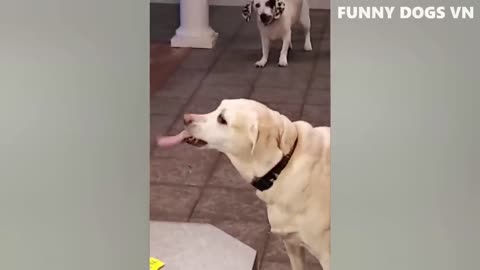 The funniest video of cute dogs