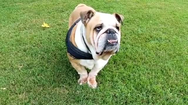 cute baby dog video#short#ytshort#viral#real#video