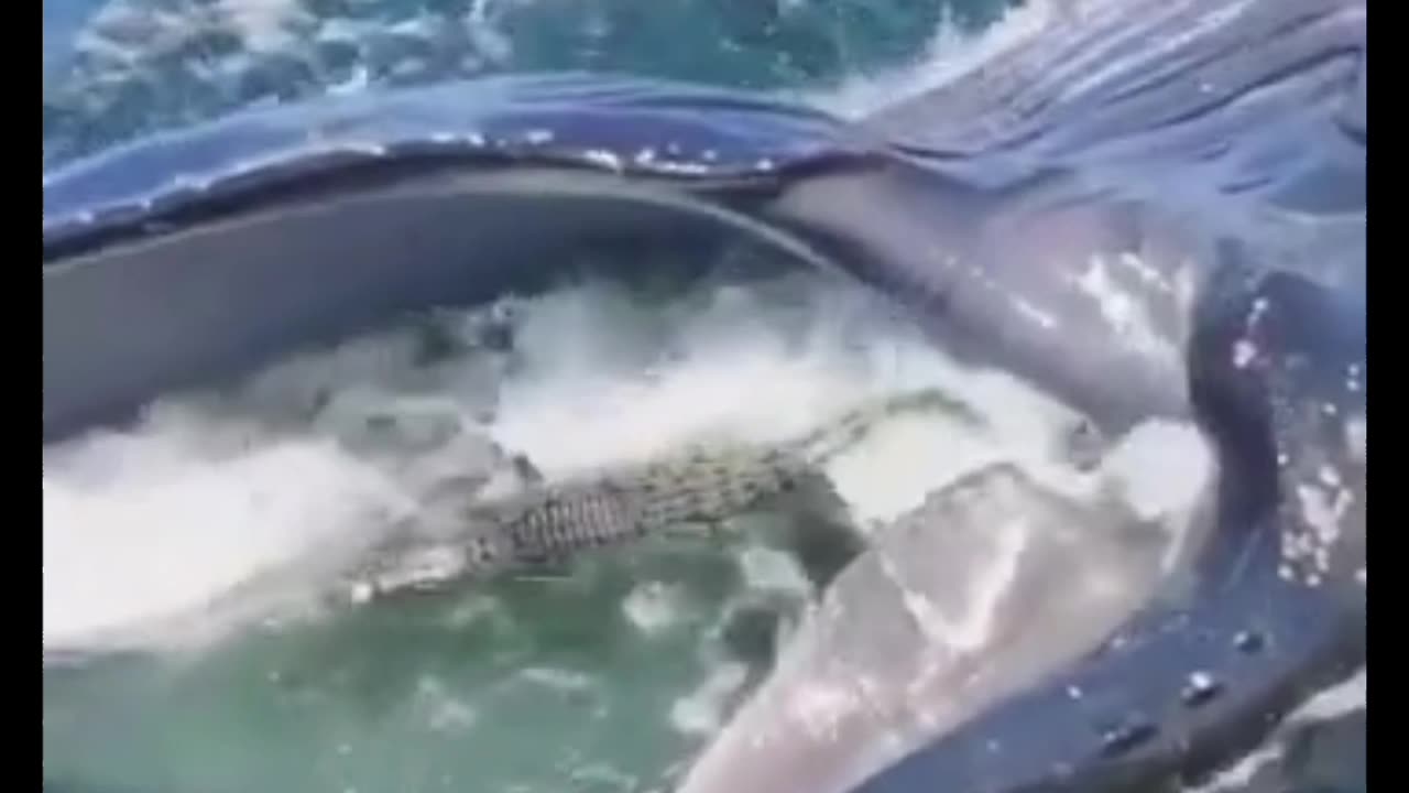 Apparition of a crocodile swallowed by a whale