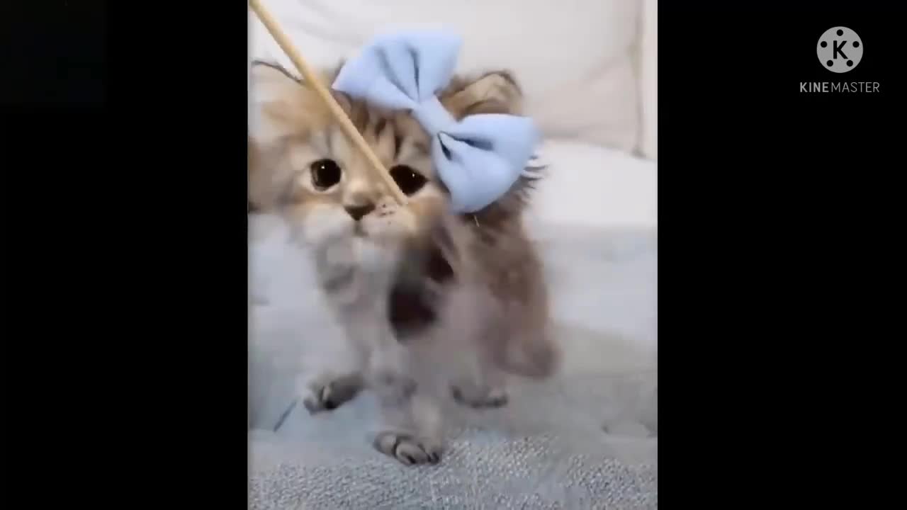 🐈 Aww Cute Baby Animals Videos #cat