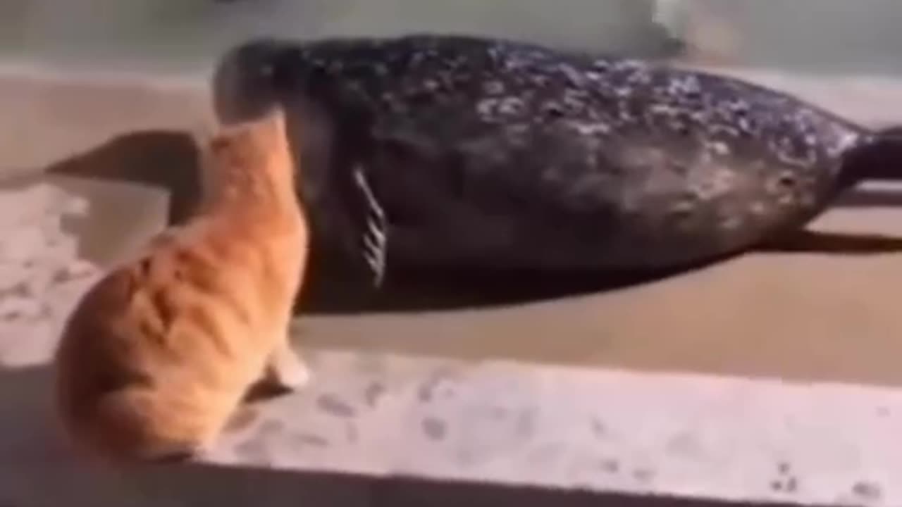 The cat was content😄